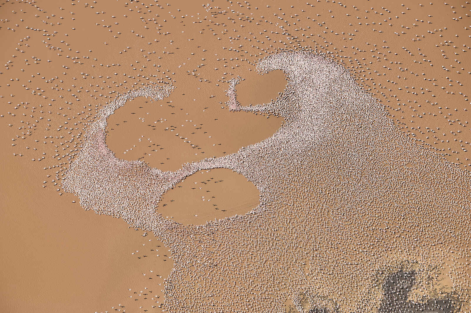 Koros Camp: Tausende Flamingos aus der Luft Koros Camp: Tausende Flamingos aus der Luft