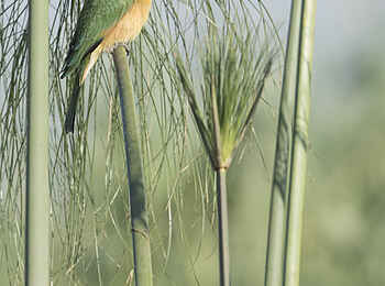 Linyanti Ebony: Little Bee Eater Linyanti Ebony: Little Bee Eater