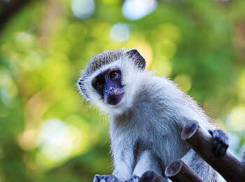 Matetsi Victoria Falls: Eine Grünmeerkatze Matetsi Victoria Falls: Eine Grünmeerkatze
