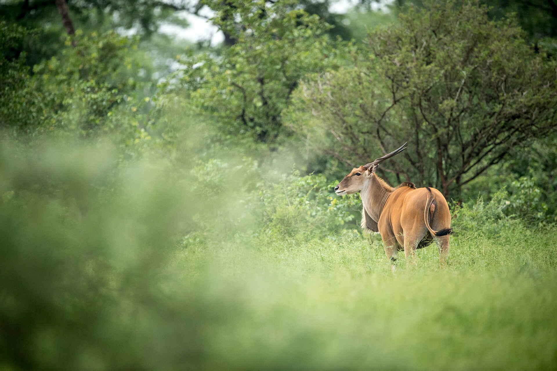 Singita Pamushana Lodge: Elandbulle