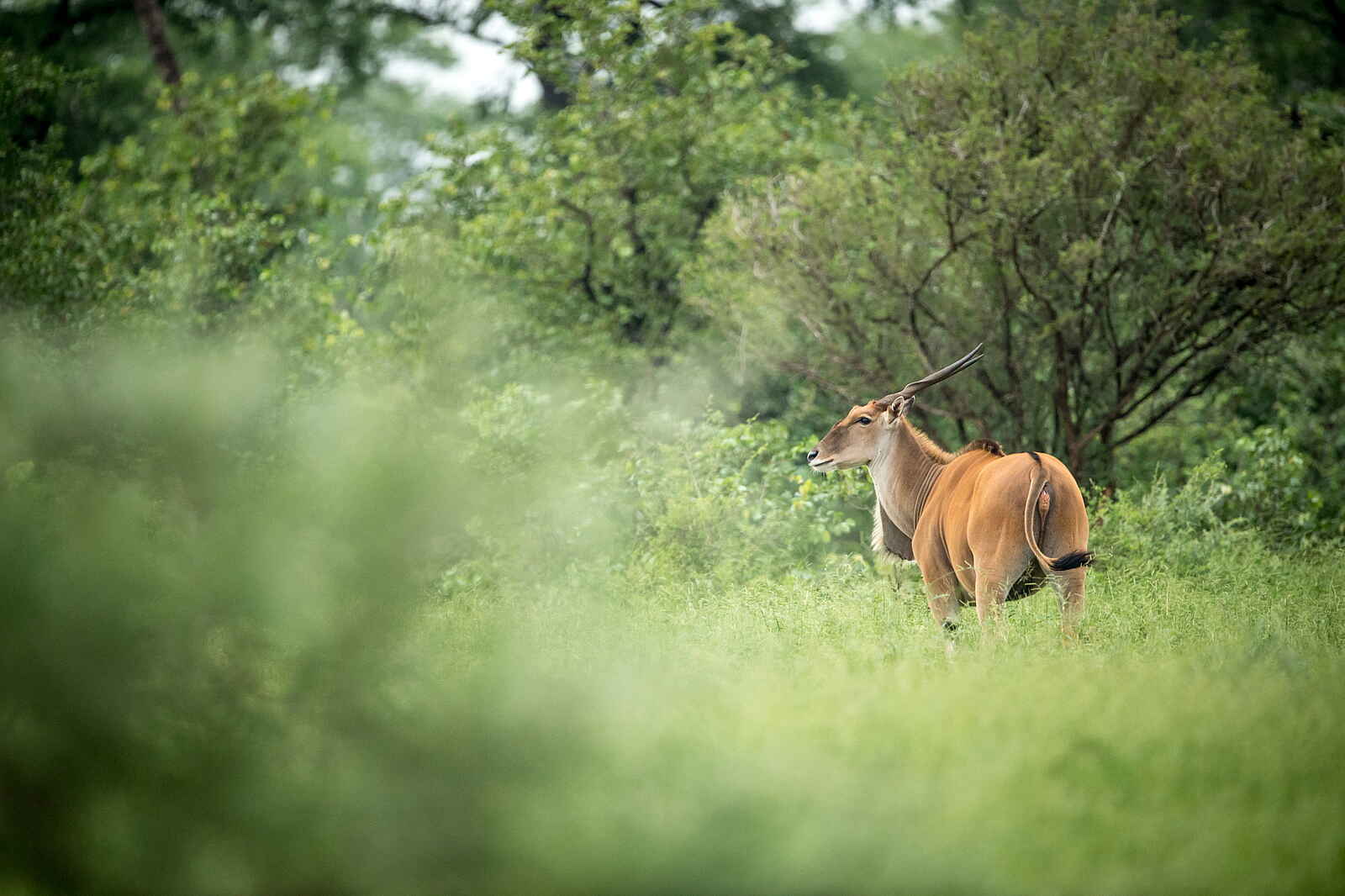 Singita Pamushana Lodge: Elandbulle Singita Pamushana Lodge: Elandbulle