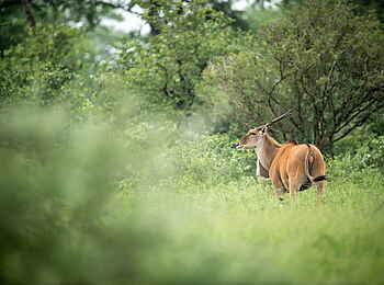 Singita Pamushana Lodge: Elandbulle