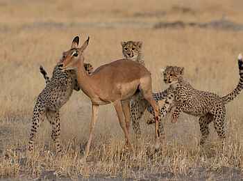 Chitabe Camp: Geparden bei der Jagd