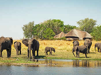 Chobe Savanna Lodge: Besuch vor der Lodge