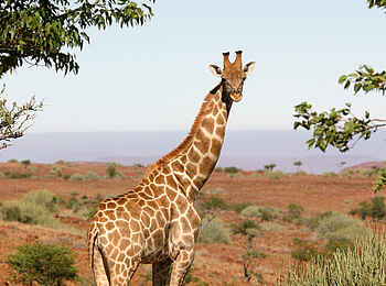 Etendeka Mountain Camp: Giraffen Etendeka Mountain Camp: Giraffen