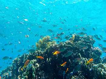 Laba Fanjove Island: Unterwasserwelt Laba Fanjove Island: Unterwasserwelt