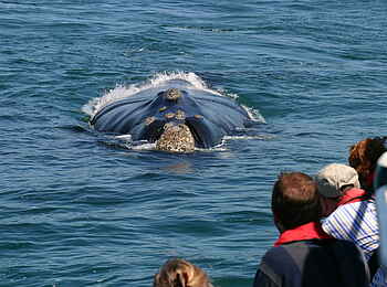 Grootbos Private Villas: Whale watching Grootbos Private Villas: Whale watching