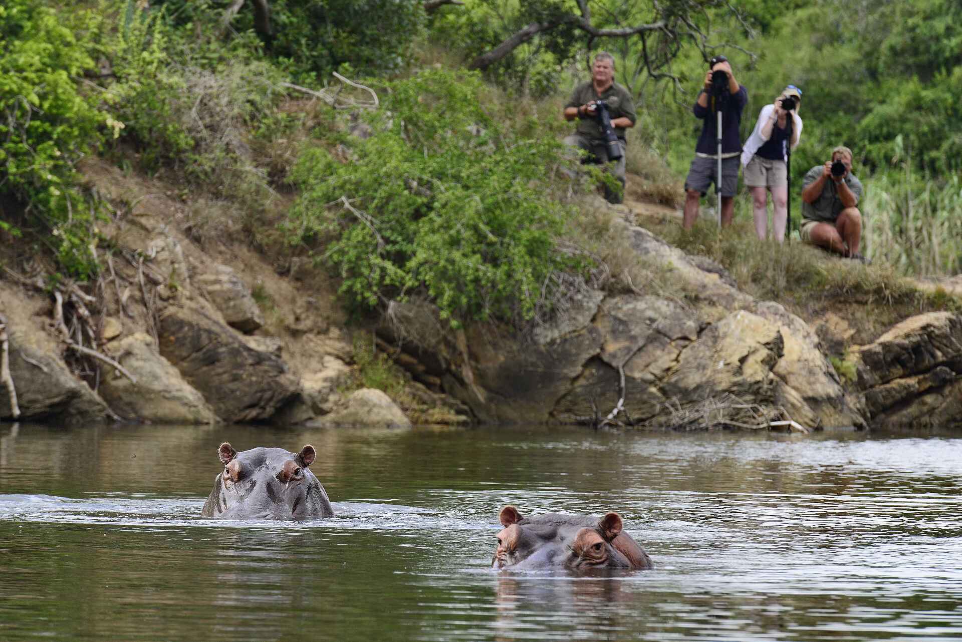 Kariega Ukhozi Lodge: Nilpferde Kariega Ukhozi Lodge: Nilpferde