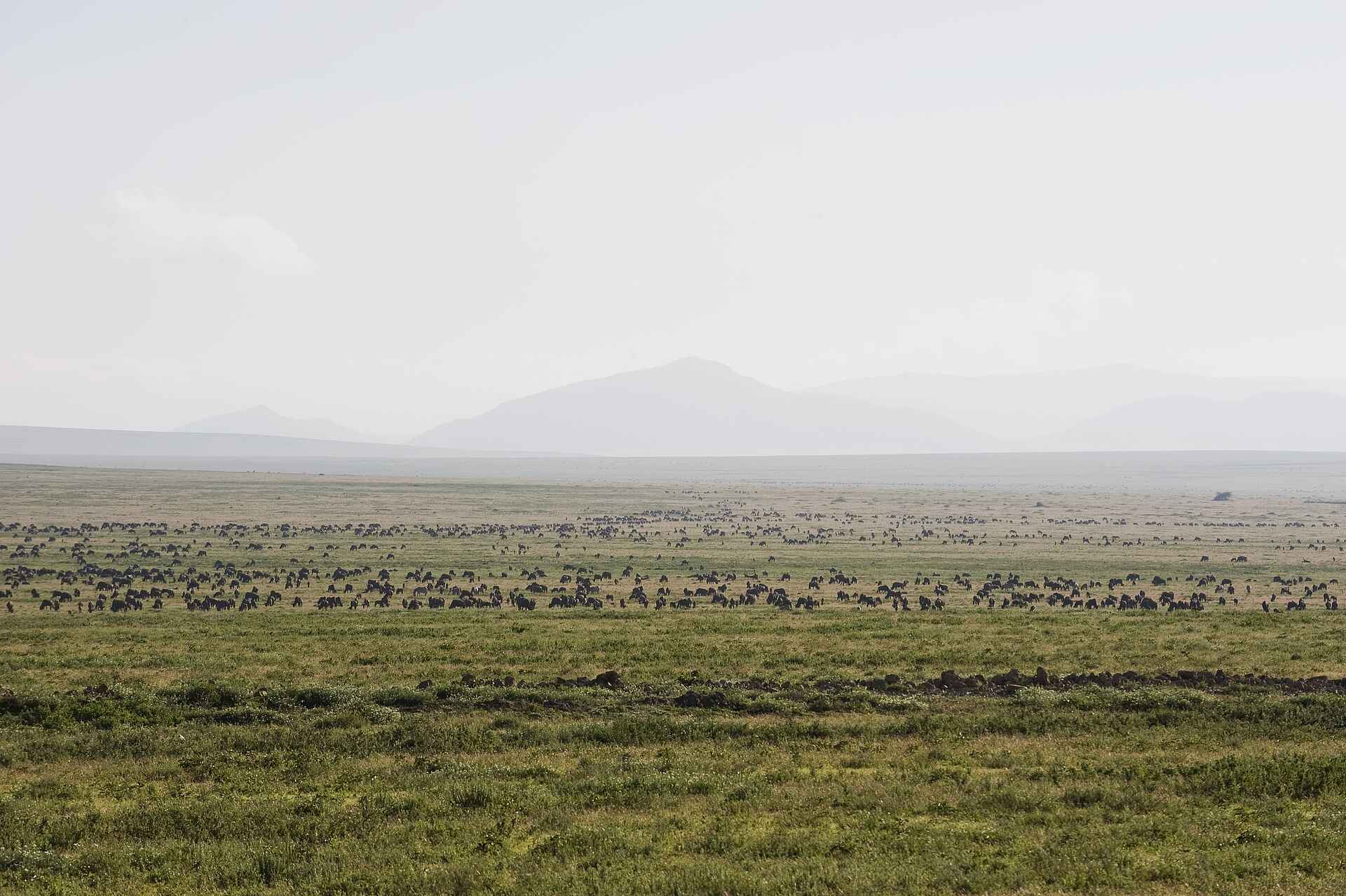 lake masek tented camp, serengeti nationalpark, süd serengeti, tanganyika wilderness camps, naturaussicht, afrikarma, afrikarma safaris, afrikarma safaris - wildnis. hautnah., afrikarma.de
