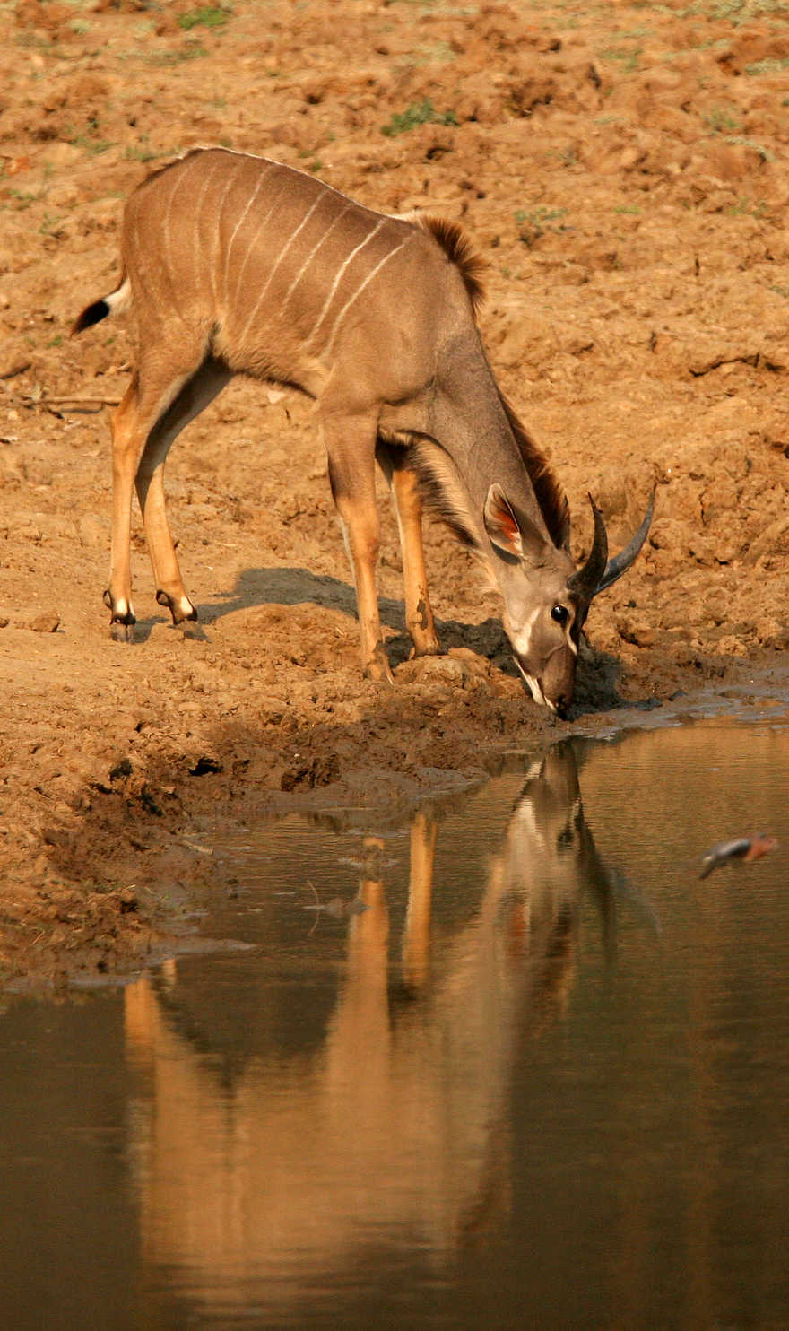 Last Waterhole Hide: Trinkender Kudu Last Waterhole Hide: Trinkender Kudu