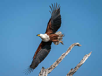 Little Duma Tau Camp: Adler