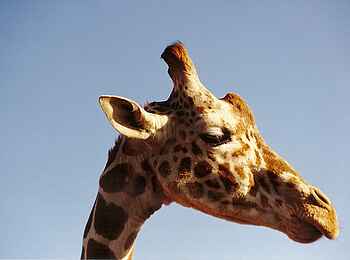 Ol Pejeta Bush Camp: Giraffe im Profil