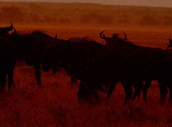 Tau Pan Camp: Gnus im Abendlicht