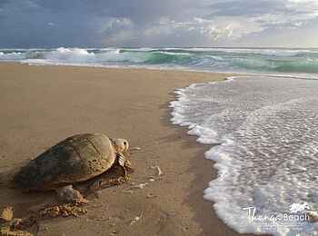 Thonga Beach Lodge: Schildkröte auf dem Weg ins Meer Thonga Beach Lodge: Schildkröte auf dem Weg ins Meer