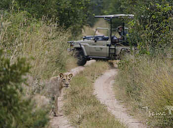 Tsowa Safari Island Lodge: Auf Pirschfahrt
