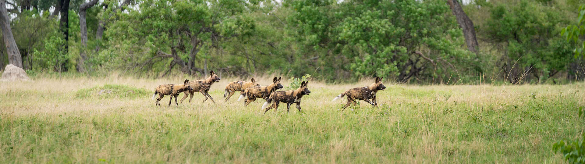 4 Rivers Camp: ein Rudel Wildhunde