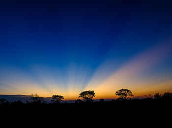 Cheetah Plains: Der Busch bei Nacht Cheetah Plains: Der Busch bei Nacht