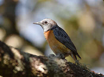 Frog and Fern Cottages: Miombo Rock Thrush - Männlich Frog and Fern Cottages: Miombo Rock Thrush - Männlich