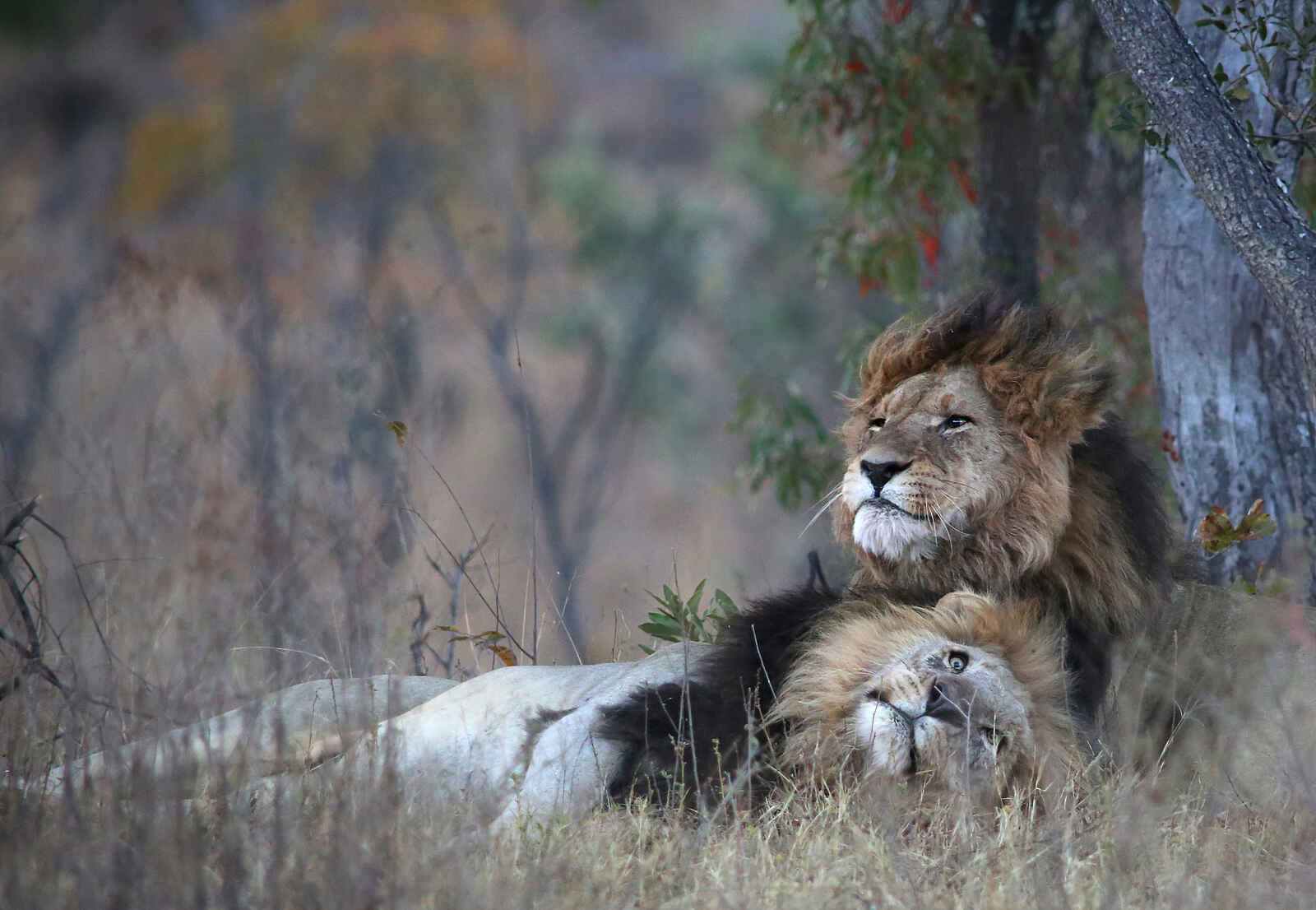 Makweti Safari Lodge: Can somebody feel the love tonight? Makweti Safari Lodge: Can somebody feel the love tonight?