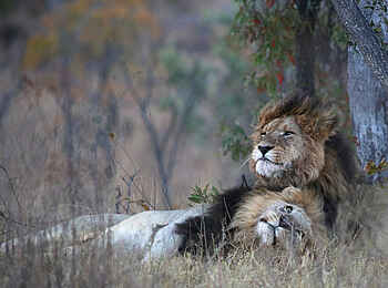 Makweti Safari Lodge: Can somebody feel the love tonight?