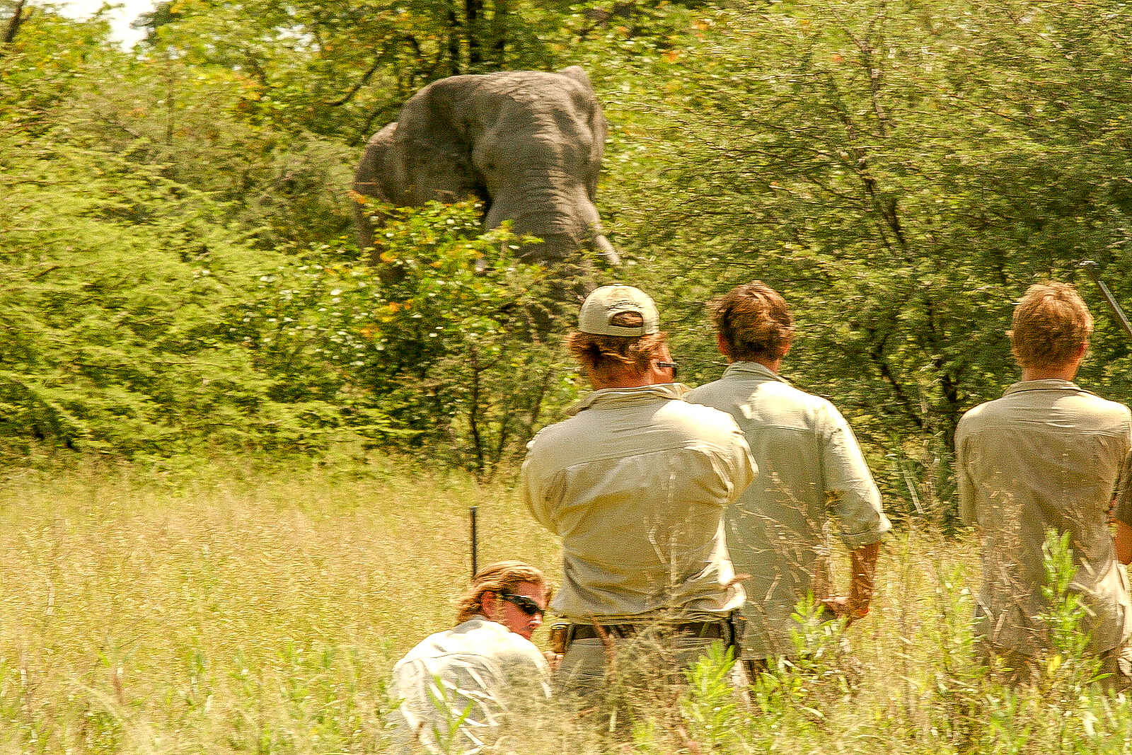Okavango Guiding School: Nur wenige Meter vom Elefanten entfernt Okavango Guiding School: Nur wenige Meter vom Elefanten entfernt