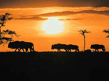 Ol Seki Hemingways Mara: Büffelsilouhetten vor dem Sonnenuntergang