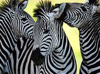 Olare Mara Kempinski: Zebras