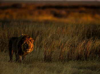 Selinda Camp: Löwe im Sonnenlicht