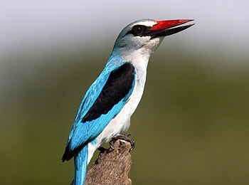 Selinda Explorers Camp: Woodland Kingfisher Selinda Explorers Camp: Woodland Kingfisher