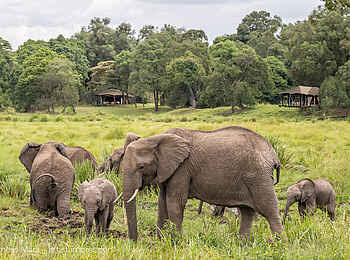 Wilderness Mara Camp: Elefanten vor den Zeltsuiten