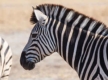 Belmond Savute Elephant Lodge: Zebra-Portrait