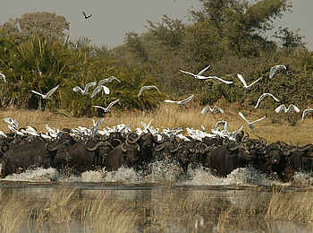 Duba Plains Camp: Büffel im Wasser