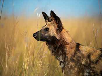 Duma Tau Camp: Wildhund