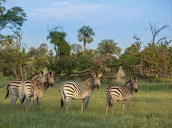 Gomoti Plains Camp: Zebras