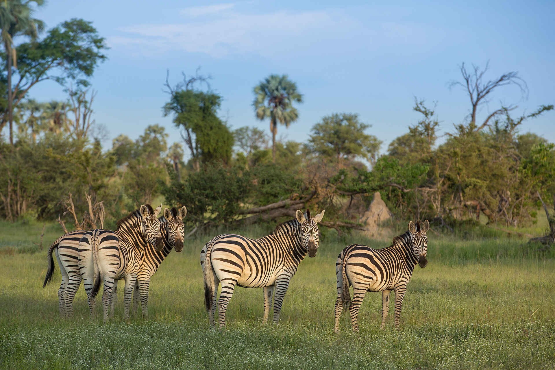 Gomoti Plains Camp: Zebras