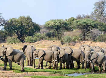 Jabali Ridge Camp: Eine Elefantenherde am Mwagusi Sand River Jabali Ridge Camp: Eine Elefantenherde am Mwagusi Sand River