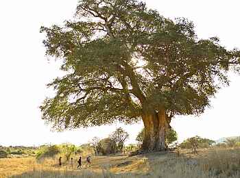 Jabali Ridge Camp: Großer Baobab Baum bei einer Walking Safari Jabali Ridge Camp: Großer Baobab Baum bei einer Walking Safari