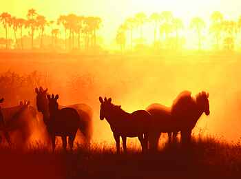 Jack's Camp: Zebras im Gegenlicht