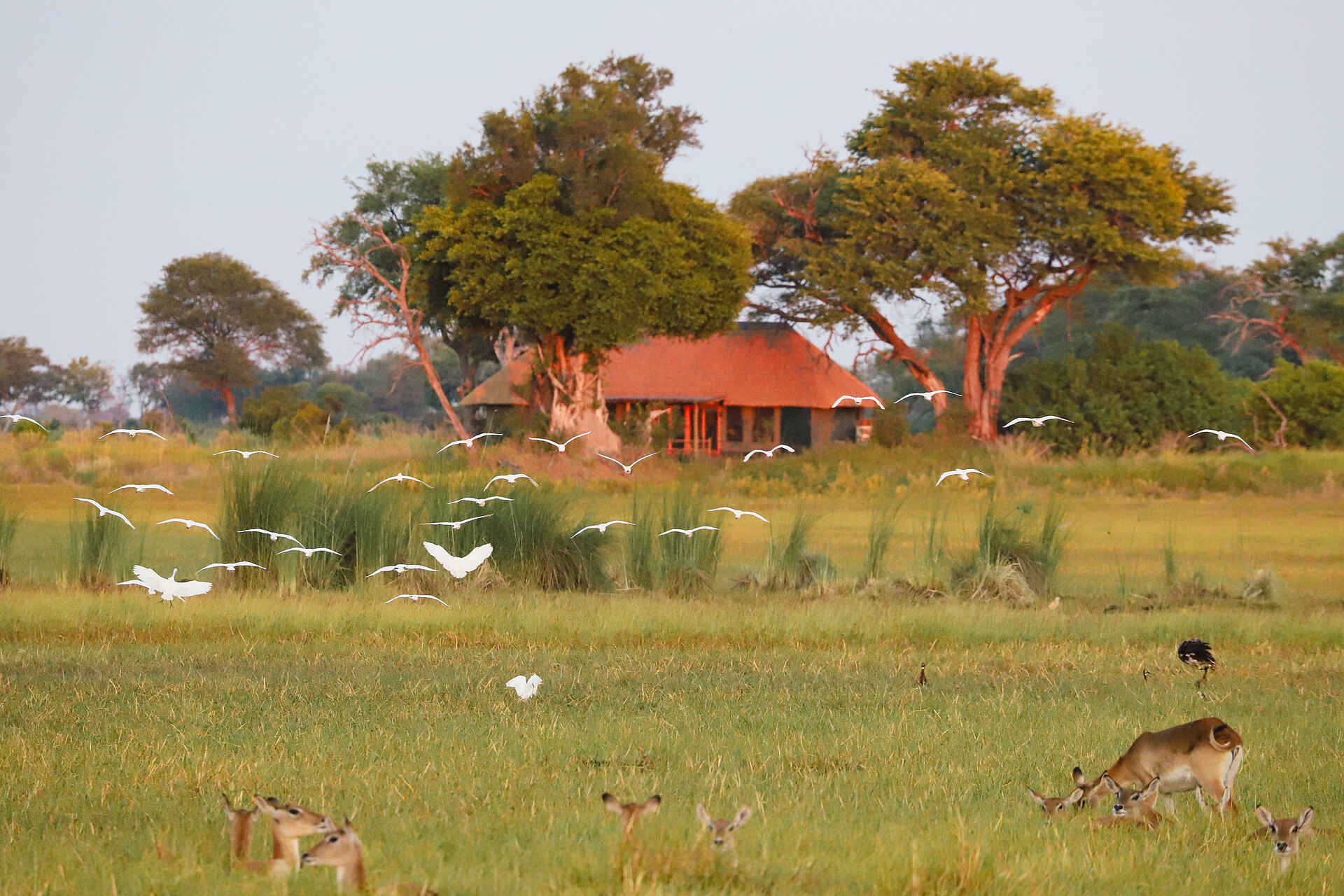 Kanana-Nyana-Camp: Safari Suite Ansicht