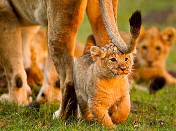 Karen Blixen Camp: Spiel mit dem Schwanz Karen Blixen Camp: Spiel mit dem Schwanz