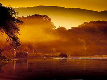 Kasaka River Lodge: Elefanten im Morgenlicht Kasaka River Lodge: Elefanten im Morgenlicht