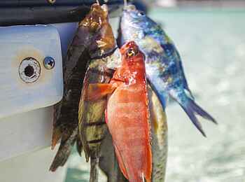 Kinondo Kwetu: Frischer Fisch