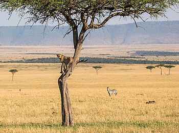 Legendary Songa Migrational Camp: Leopard