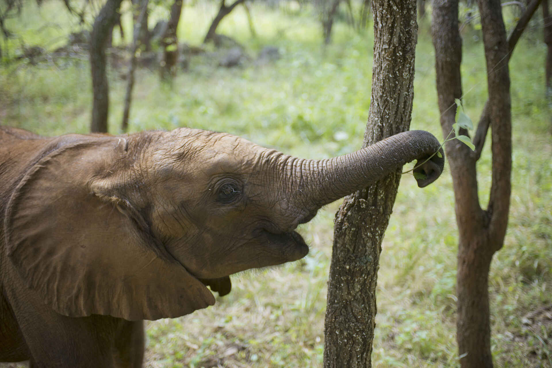 Brendan Raisbeck, Elephant Nursery, Lilayi, Lodge, Lusaka, Miller Lilayi Farm, Zambian Heritage, elefant, Elefantenwaisenhaus, Afrikarma, Afrikarma Safaris, Afrikarma.de
