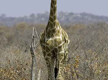 Little Ongava: Neugierige Giraffe Little Ongava: Neugierige Giraffe