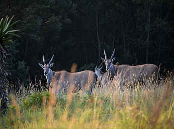 Madwaleni River Lodge: Antilopen