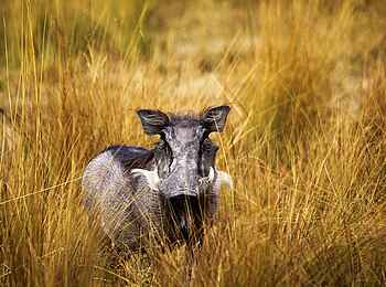 Nambwa Lodge: Warzenschwein Nambwa Lodge: Warzenschwein