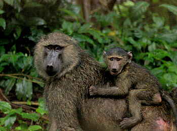 Papaya Lake Lodge: Pavianmutter mit Baby