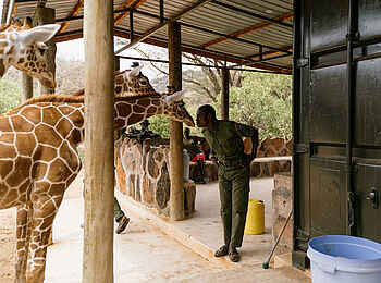 Reteti House: Giraffen Reteti House: Giraffen