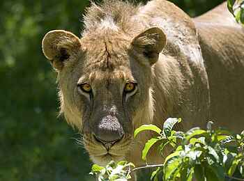 Robin Pope River Journeys: Löwin